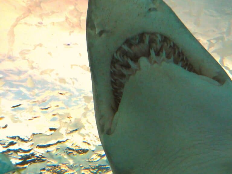 experience sc aquarium