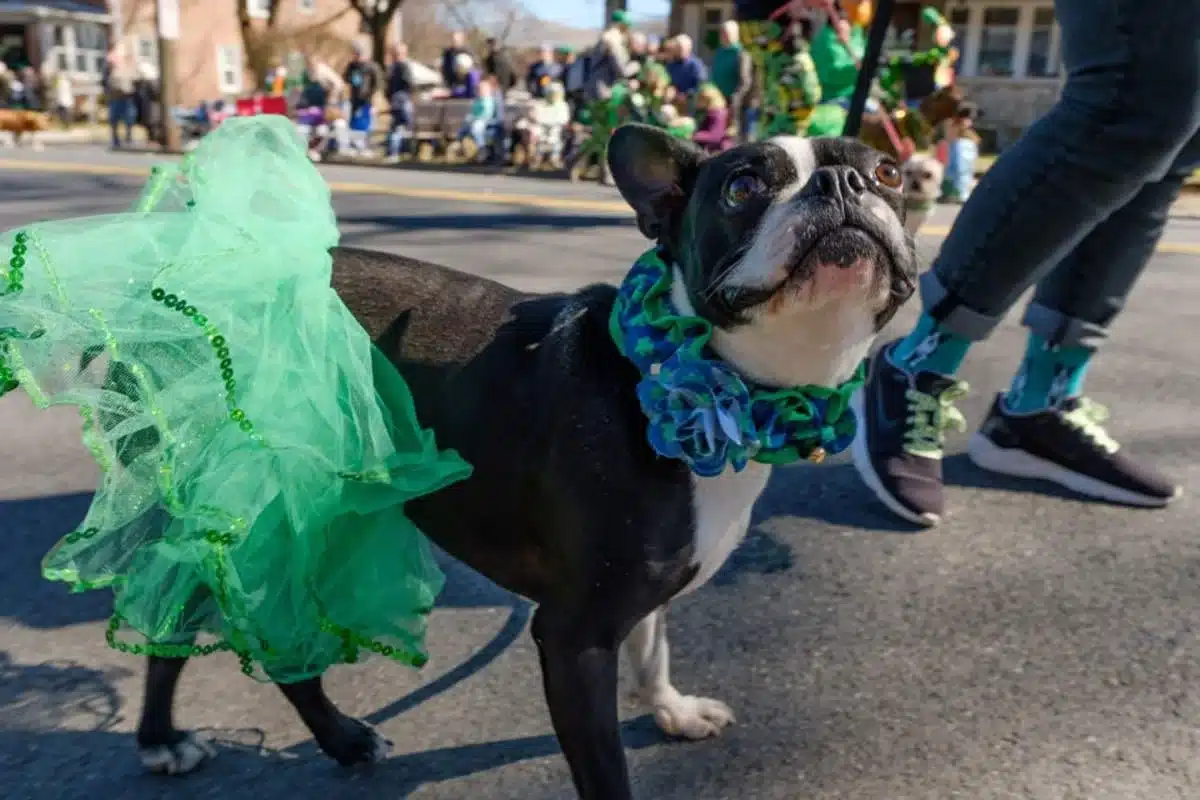 imgi_61_allentown_st_patricks_day_pc_discover_lehigh_valley_dbeb644c-db5b-435f-bb21-3da4a816f43d.jpg