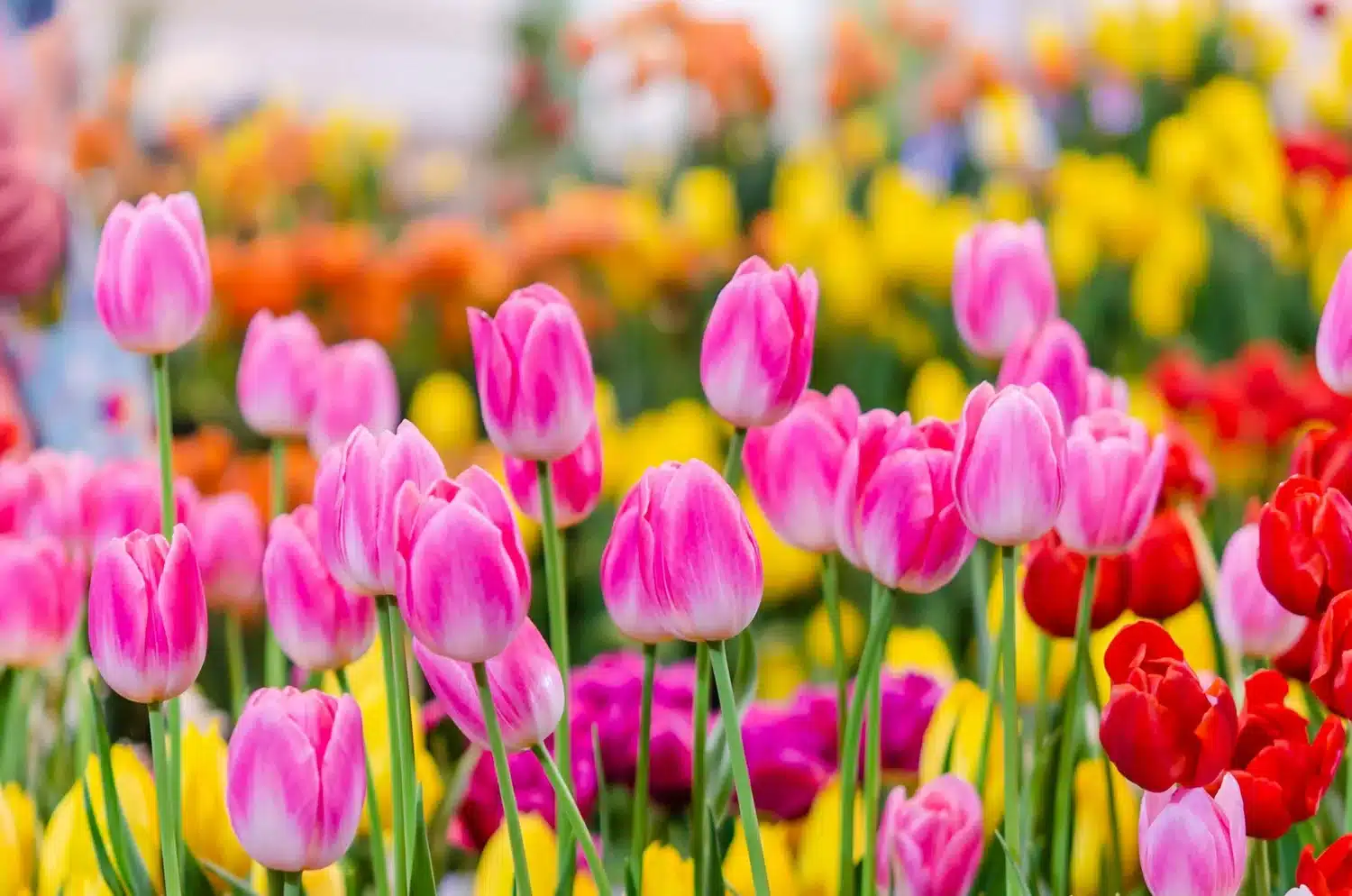 tulips ddcc74